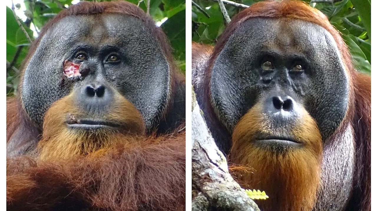 Un orangután de Sumatra, el primer animal avistado que se cura una herida con una planta medicinal