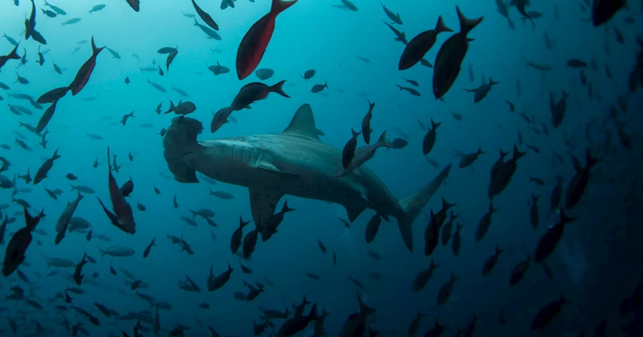 Scientists discover possible hammerhead shark nursery in Ecuador's Galapagos