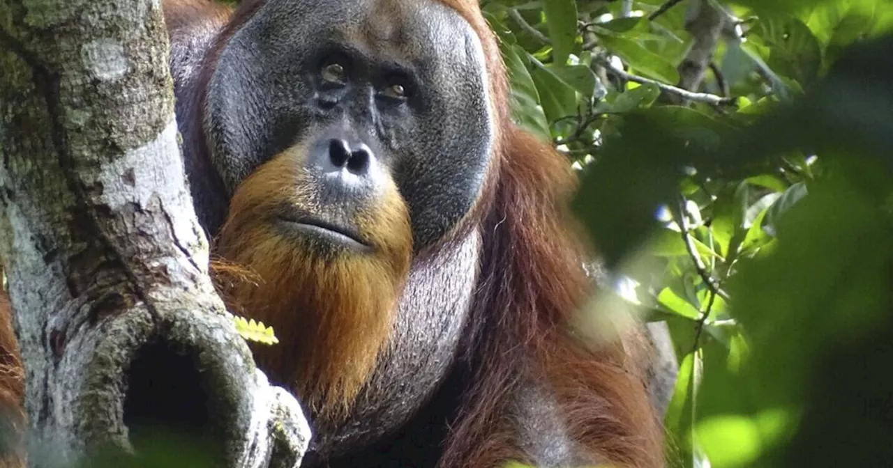 A wild orangutan used a medicinal plant to treat a wound, scientists say