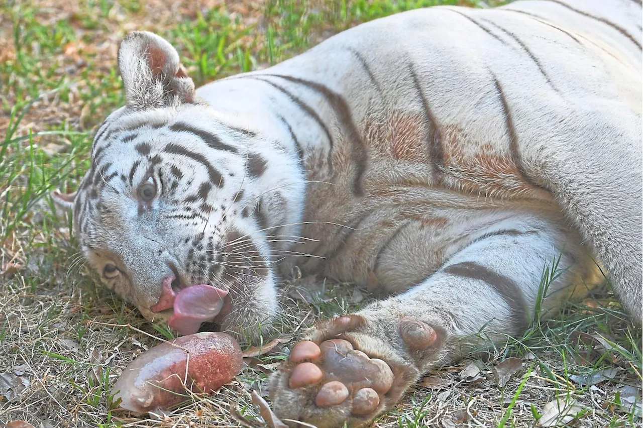 ‘Bloodsicles’ keep Manila Zoo’s big cats cool in heatwave