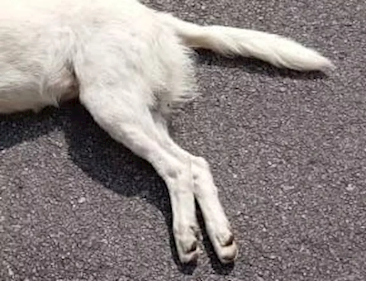 Flat residents horrified after finding 20 dogs poisoned in Seremban housing area