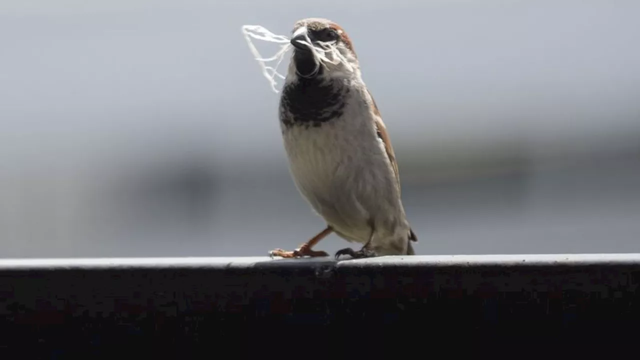 Natur: 'Stunde der Gartenvögel': Große Vogelzählung in Deutschland