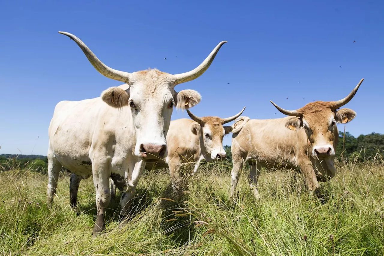 Béarn : on célèbre la vache béarnaise à Asasp-Arros les 4 et 5 mai