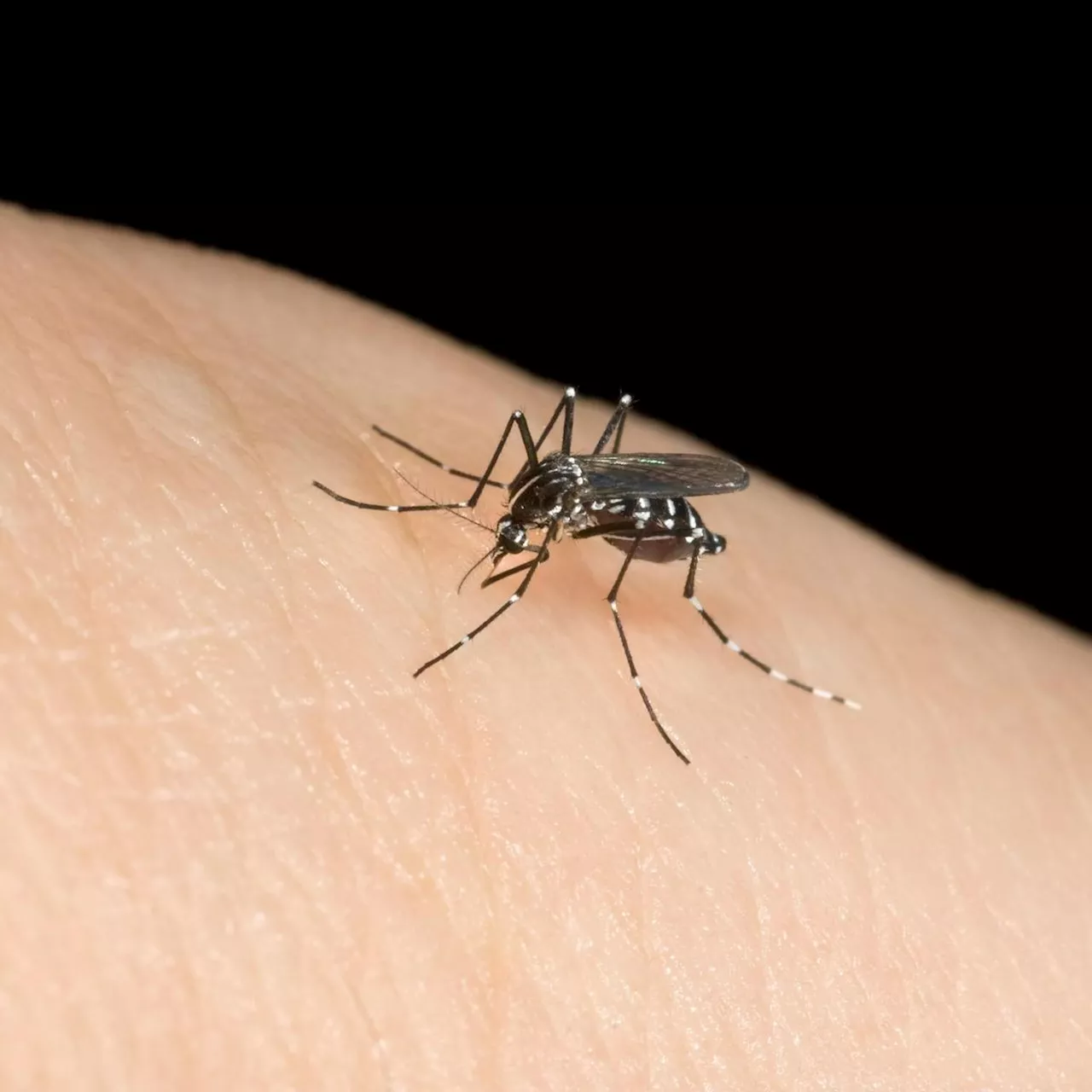 Lot-et-Garonne : « Les quartiers d’habitat pavillonnaire restent les zones privilégiées des moustiques tigres »