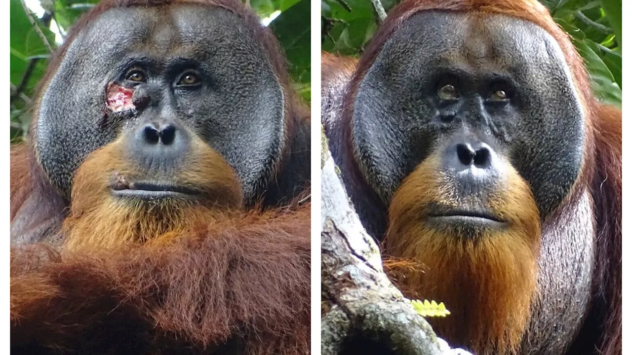 Incredible pics show how orangutan healed nasty facial wound with medicinal plant in world first...