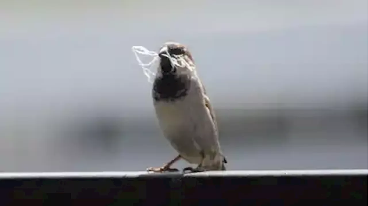 «Stunde der Gartenvögel» - Große Vogelzählung in Deutschland