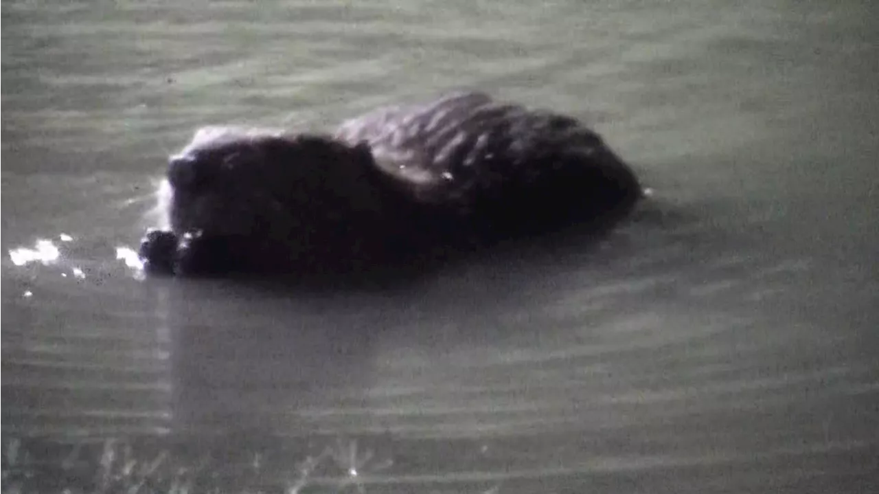 'It's Buc-ee the Beaver, man!' | WFAA crew spots beavers at North Texas Buc-ee's