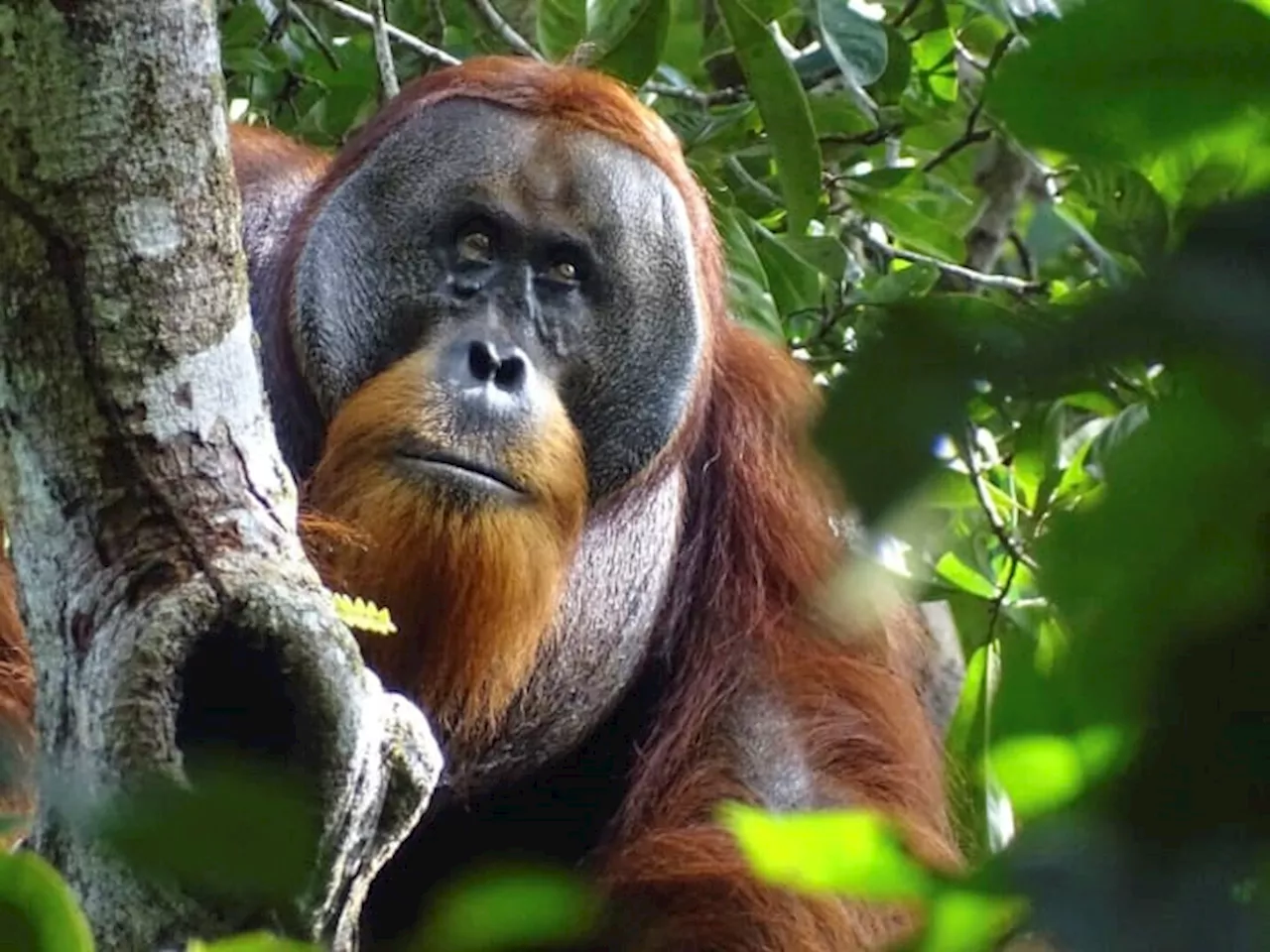 A wild orangutan used a medicinal plant to treat a wound, scientists say