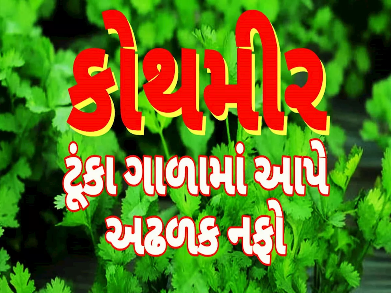 Agriculture News: મજૂરી છોડી કરો આ સ્માર્ટ ખેતી! 50 હજારના ખર્ચ પર થશે 5 લાખની કમાણી