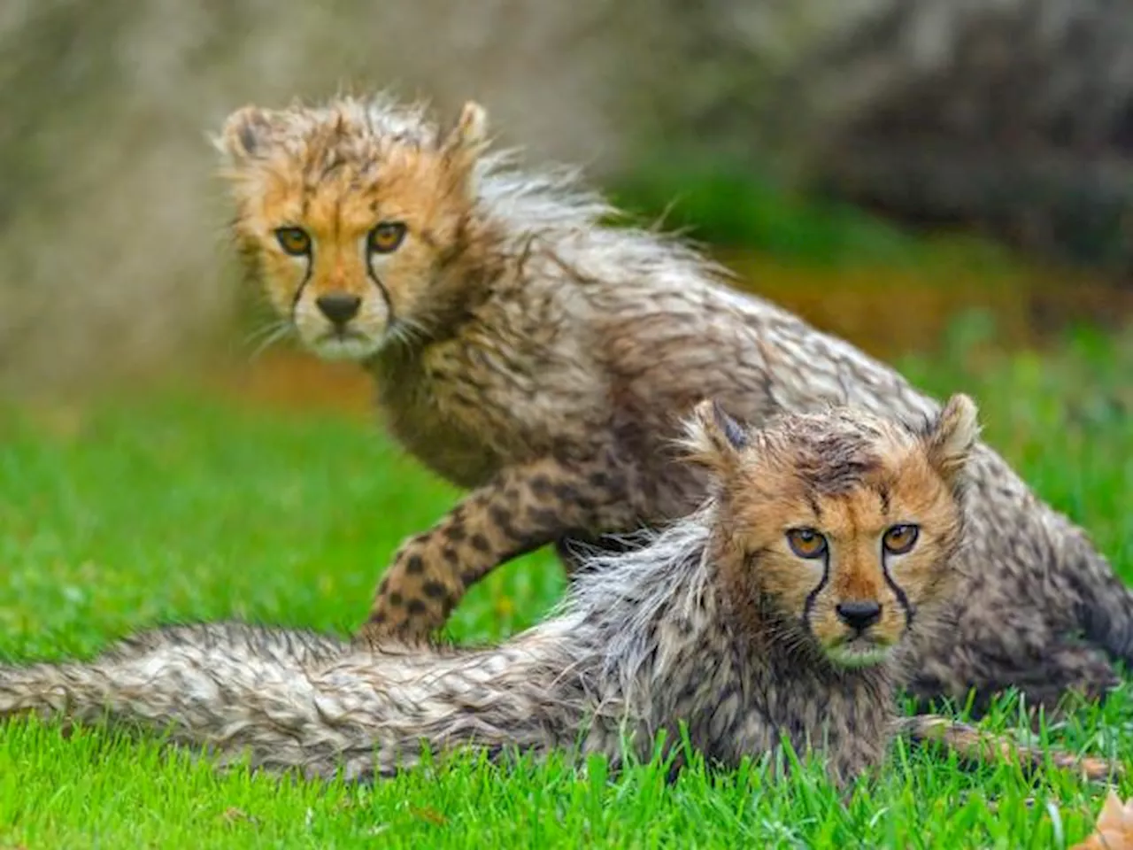 Video Captures Rare Sighting Of Cheetah Cubs Following Mom Across Bushman’s River [Watch]