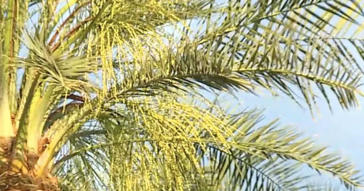 Palm before the storm: why now is the time to trim trees ahead of monsoon season