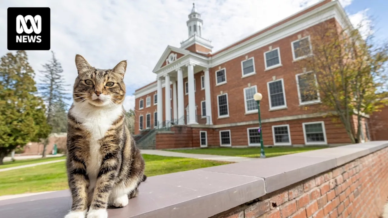 Max the campus cat earns his doctorate in 'litter-ature' at a Vermont university