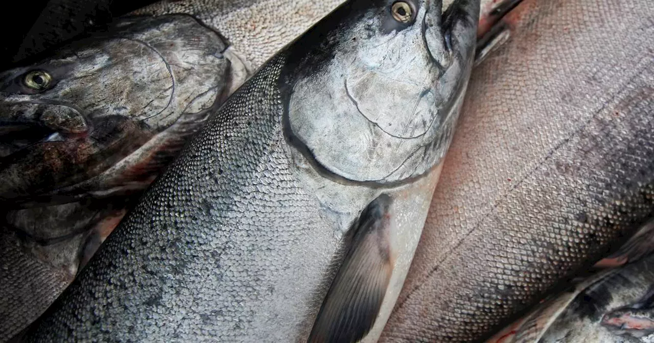 OPINION: How can we reverse Alaska’s king salmon decline?