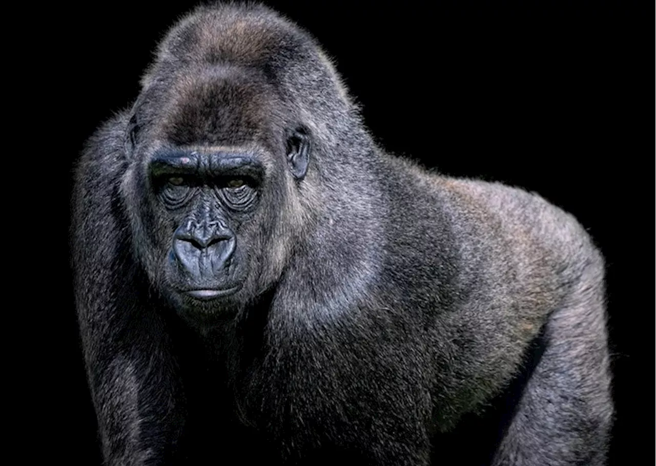 Dai gorilla nuovi indizi sui geni dell'infertilità maschile