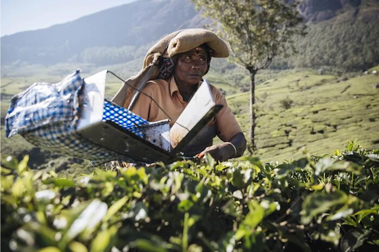 Giornata del tè, focus Fao sul contributo delle donne