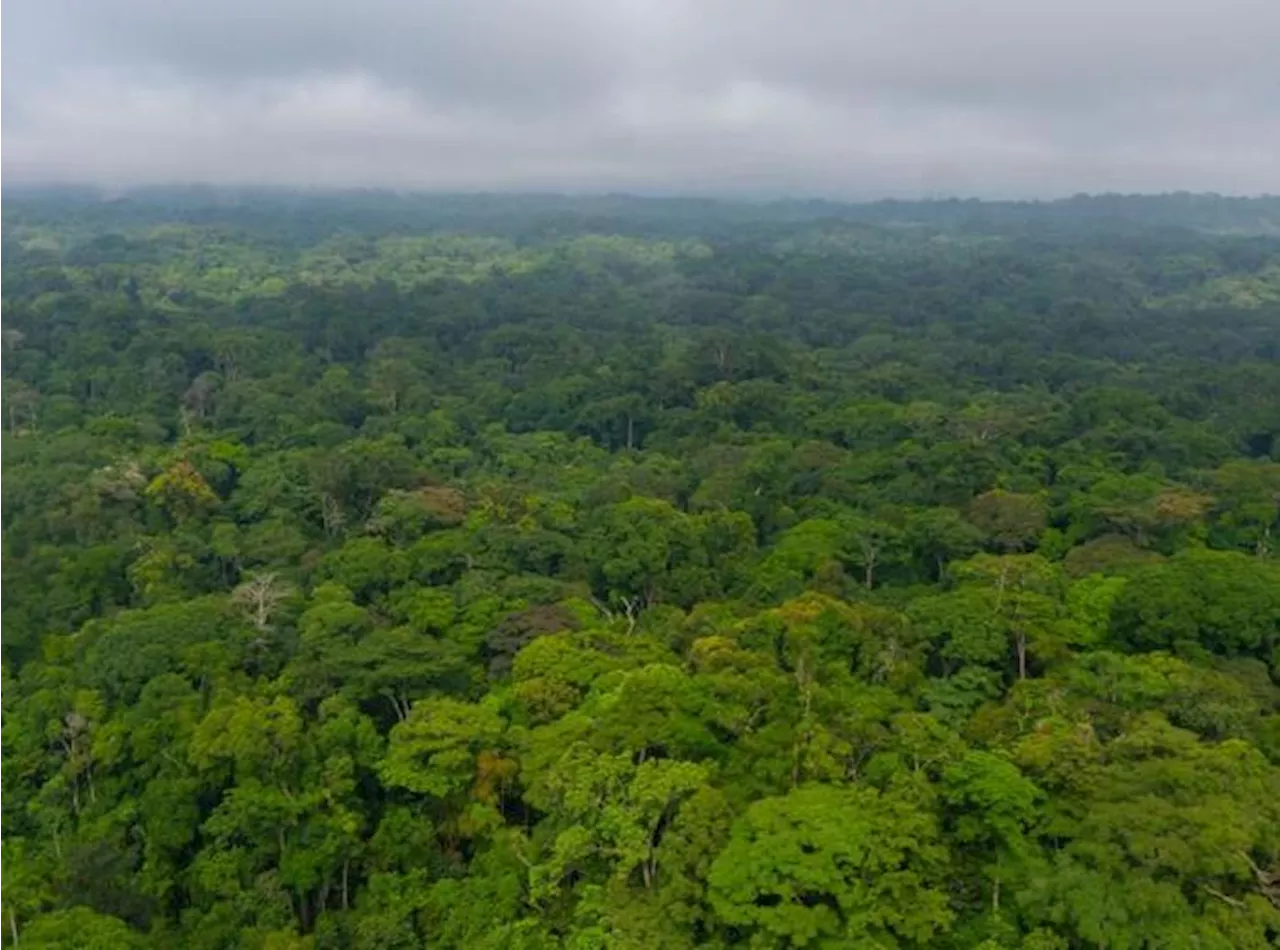 Nelle foreste certificate Fsc la fauna selvatica prospera