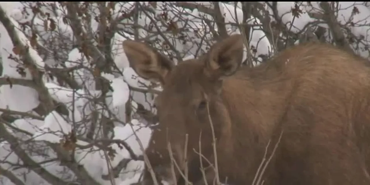 Moose charges 2 men in Homer neighborhood, killing 1