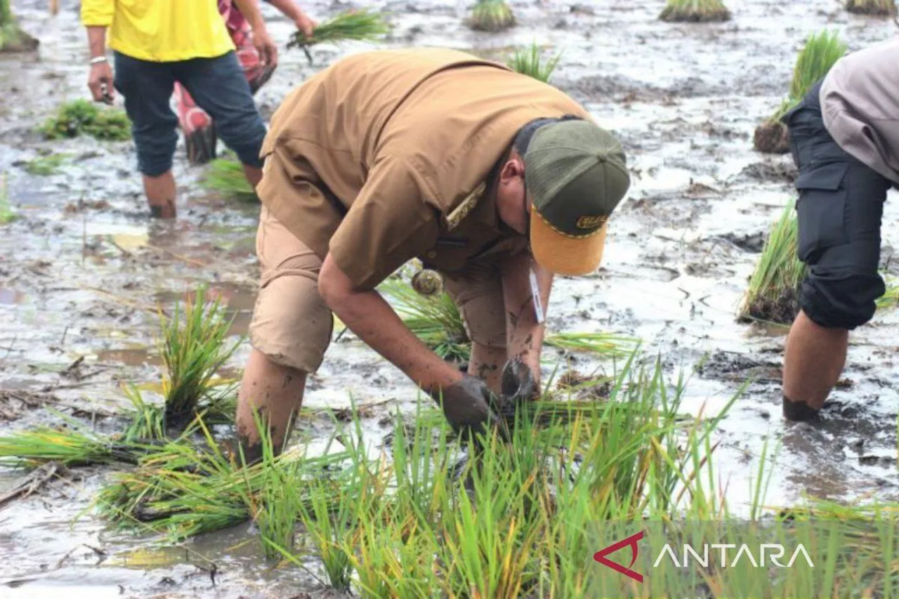 Kalsel petakan lahan penanaman padi gogo, topang ketahanan pangan