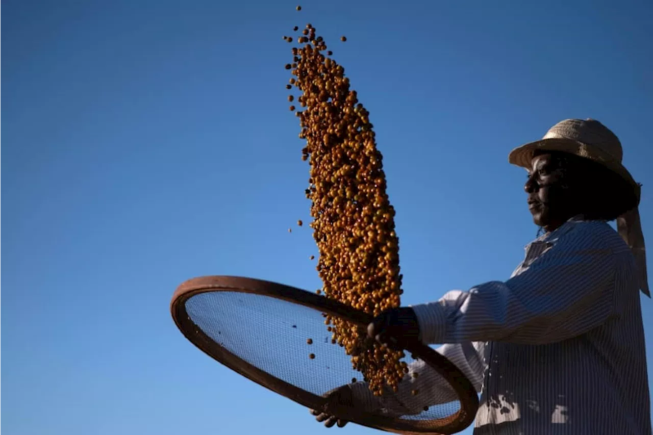 Black farmers in Brazil changing views on coffee production