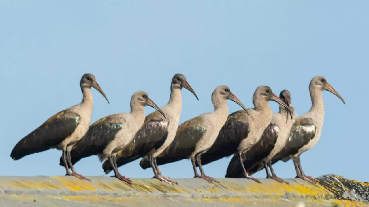 Hadeda study uncovers new sensory capabilities of African alarm clock