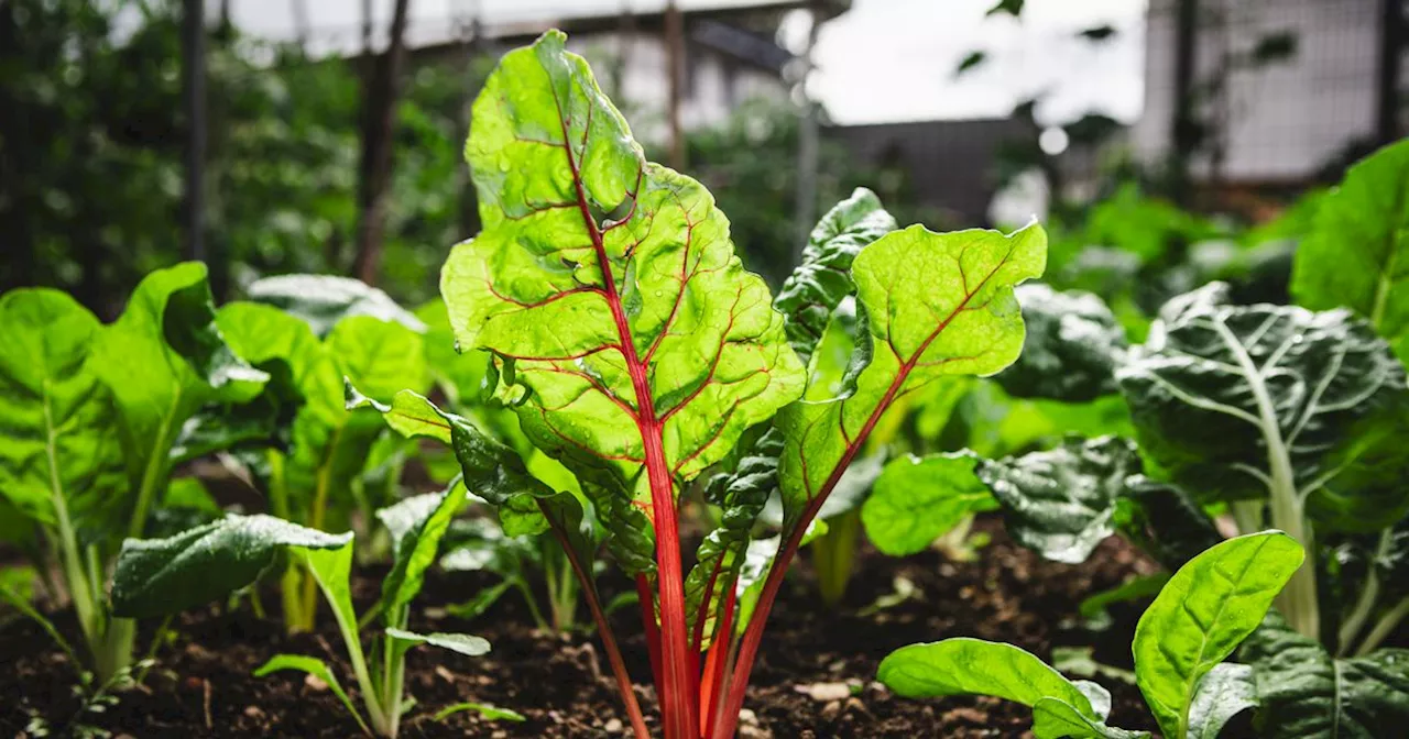 Gardener's 'lazy' hack to cleaning dishes with unusual vegetable scrap