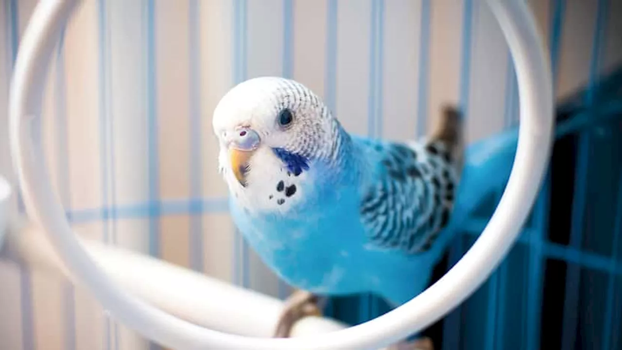 Is a bird the pet for you? Here’s what to consider before bringing home a feathered friend