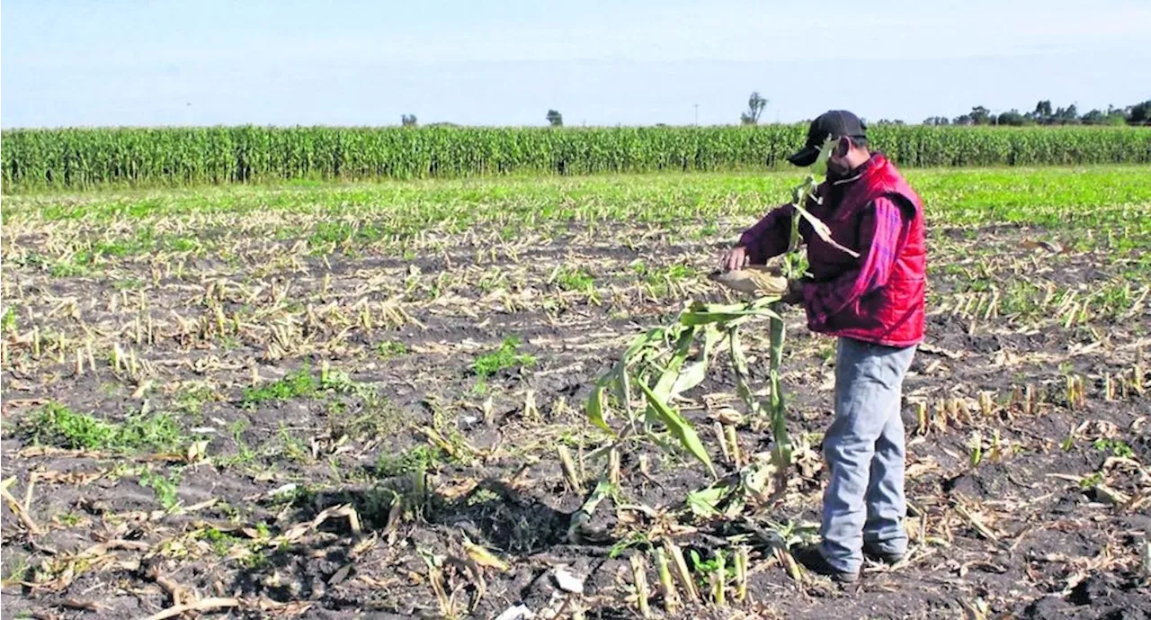 Sequía afecta producción de granos, oleaginosas, hortofrutícolas y caña de azúcar, afirma CNA