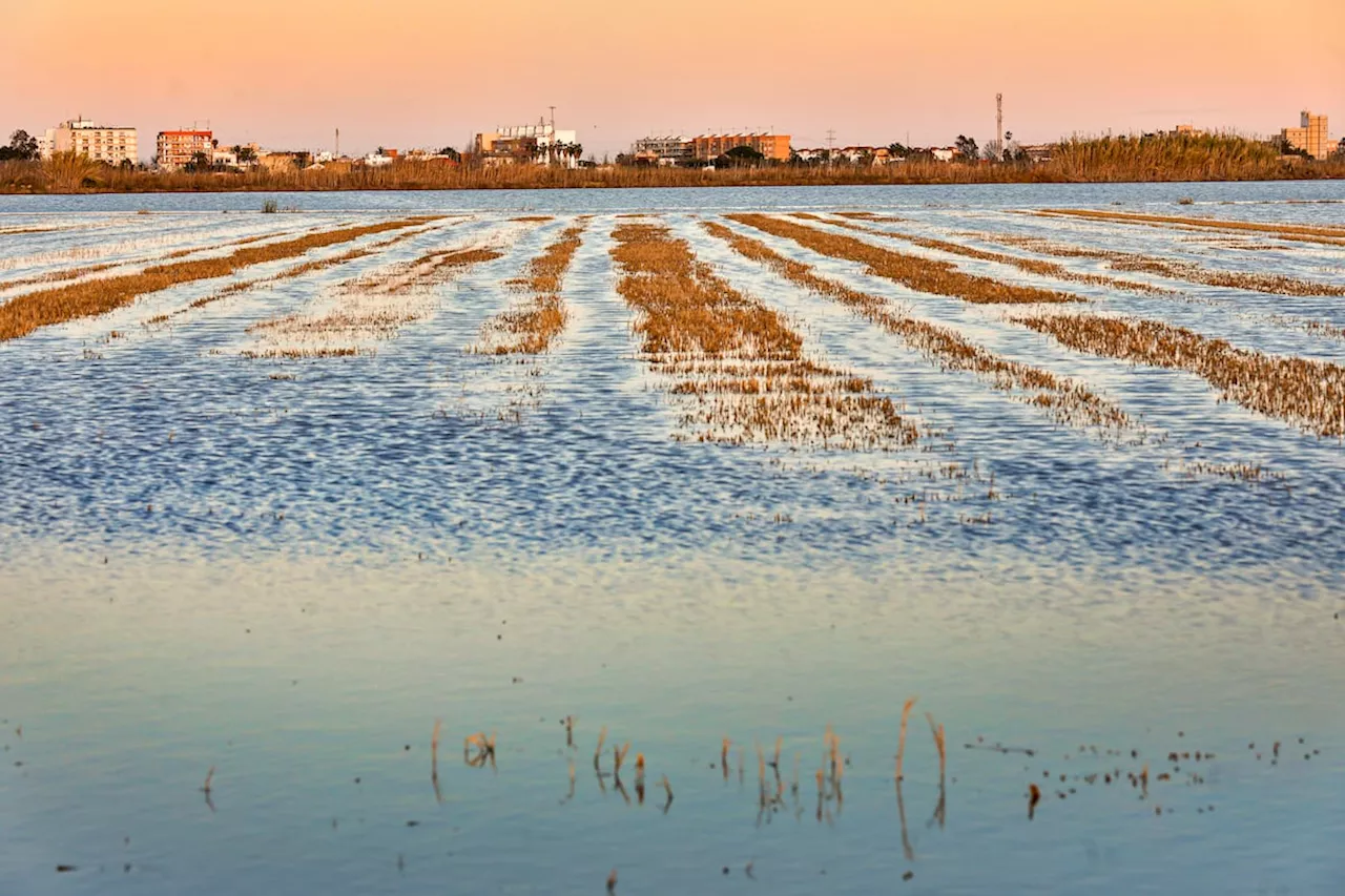 El Gobierno valenciano anuncia un recurso contra el Gobierno por el caudal ecológico de L’Albufera