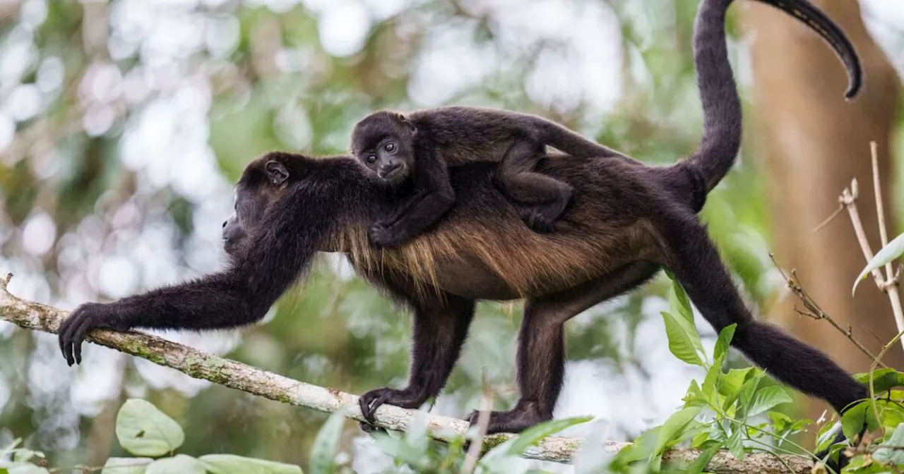 Monos aulladores caen muertos de los árboles en el sureste de México