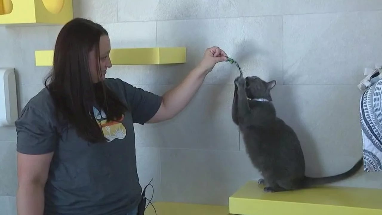 These cats at Arizona Humane Society are looking for jobs, and some love of course