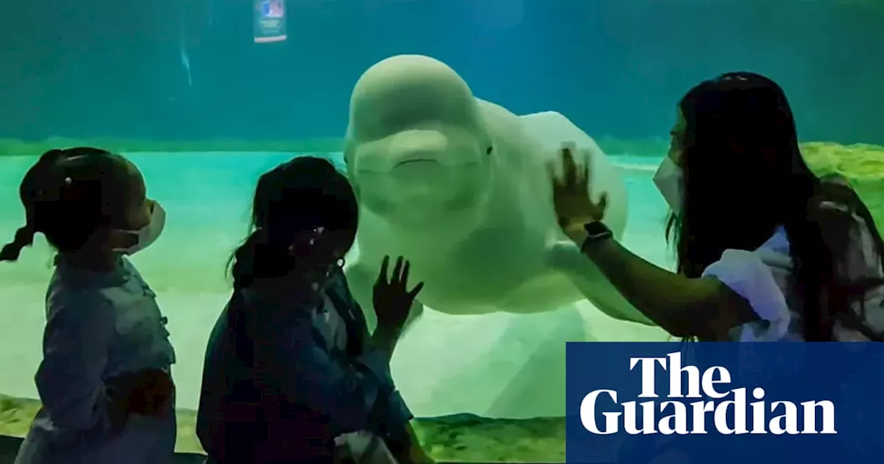 ‘Free Bella’: campaigners fight to save lonely beluga whale from Seoul mall