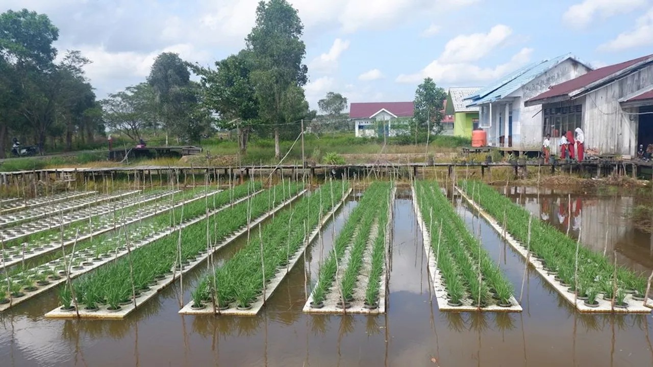 Perluasan Inovasi Padi Apung di Kalsel Terkendala Biaya Tinggi