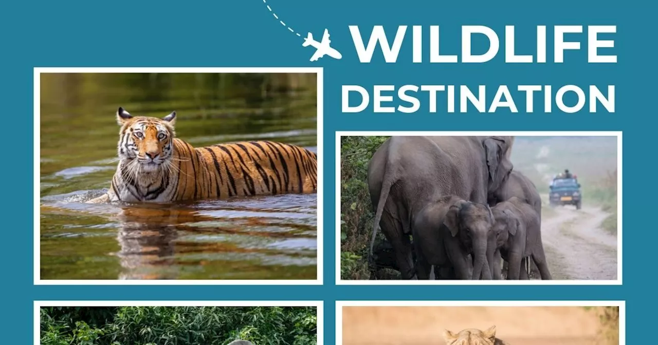 Wildlife Destination: वाइल्ड लाइफ के हैं शौकीन? तो देश के 5 फेमश डेस्टिनेशन का करें दीदार, यात्रा बन जाएगी ...