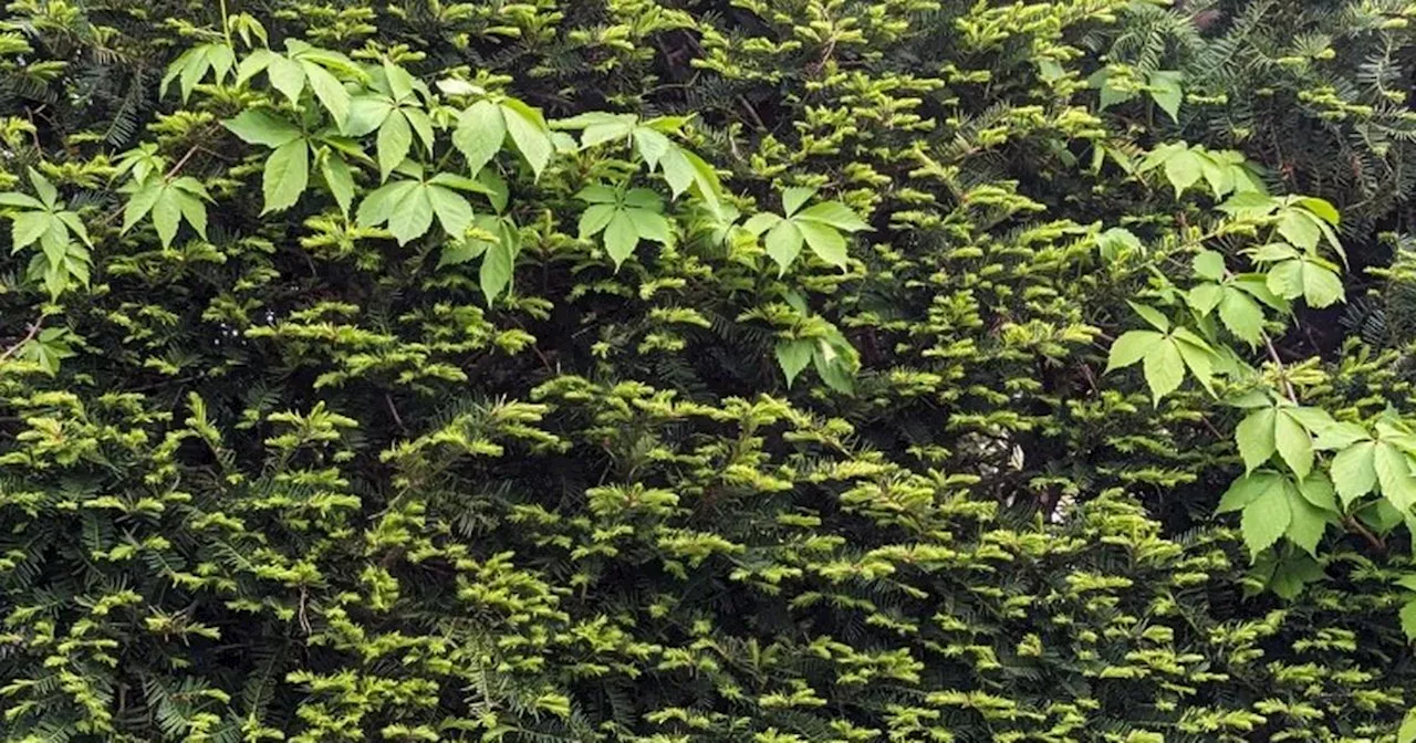 'Horror' hidden in bush in optical illusion - but it's not sinister