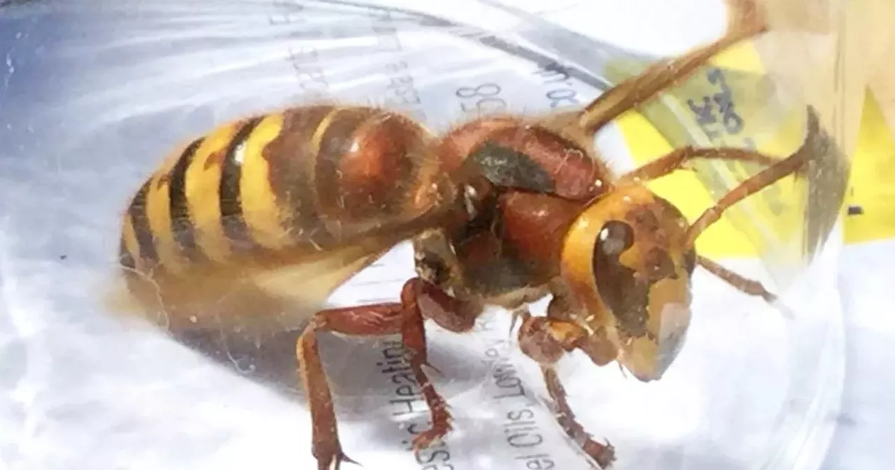 'Killer wasp' warning as advice issued on Asian Hornet encounters and safety