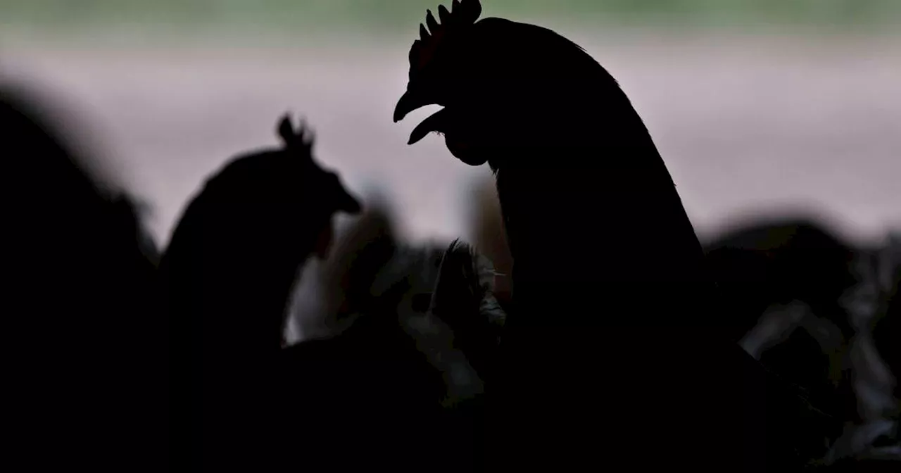 Is bird flu close to causing the next global infectious disease pandemic?