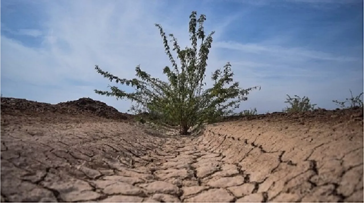 ۱۵ هکتار از اراضی بیابانی شهرستان درگز نهال‌کاری شد