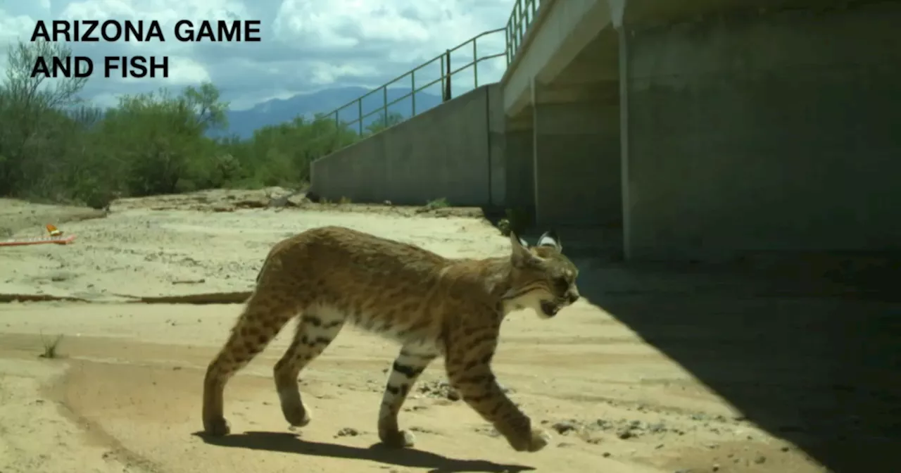 Wildlife corridors becoming essential for Tucson wildlife