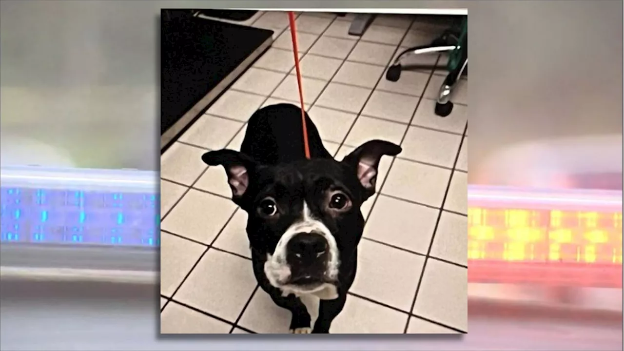 Adopted dog found decapitated and floating in Florida mangroves