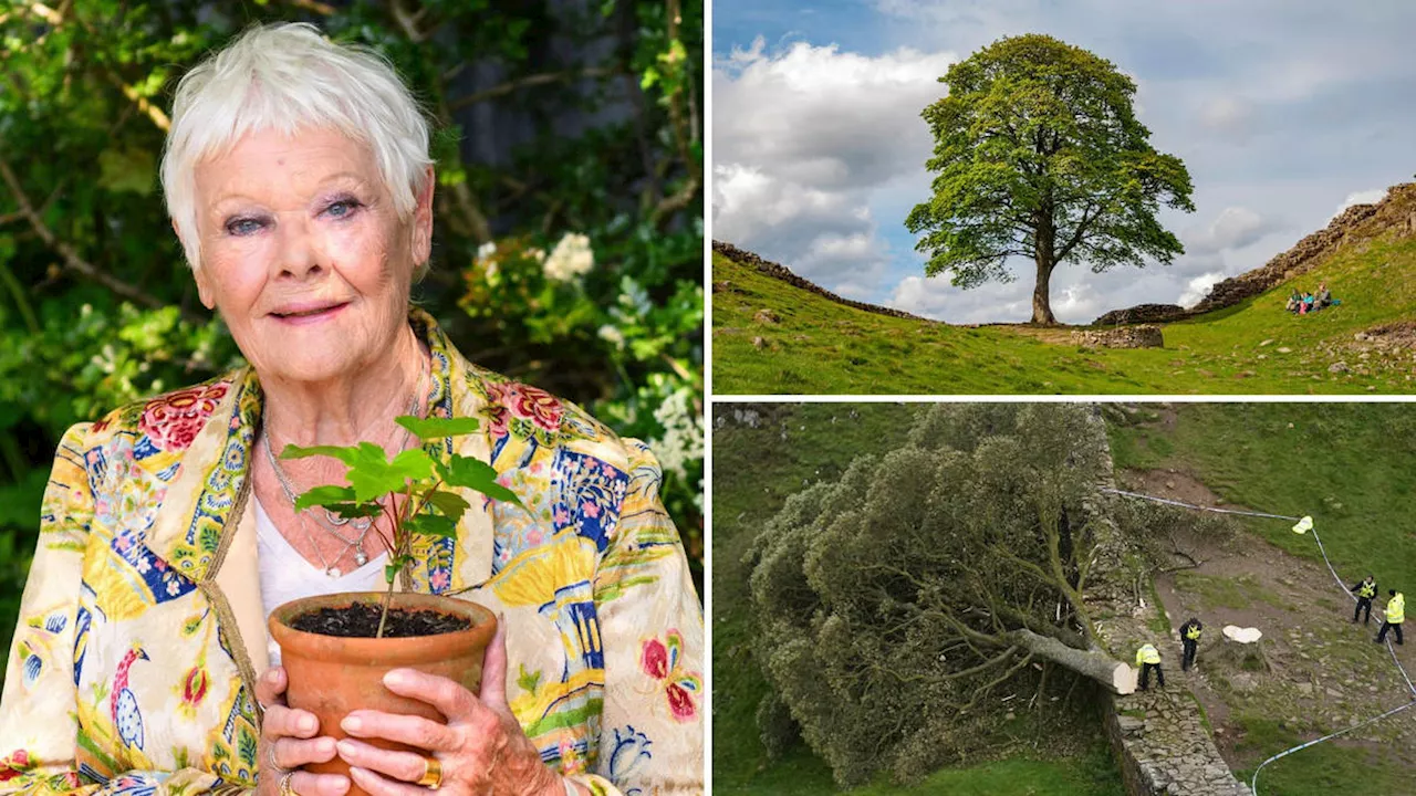 Dame Judi Dench places first Sycamore Gap seedling in Chelsea Flower Show garden