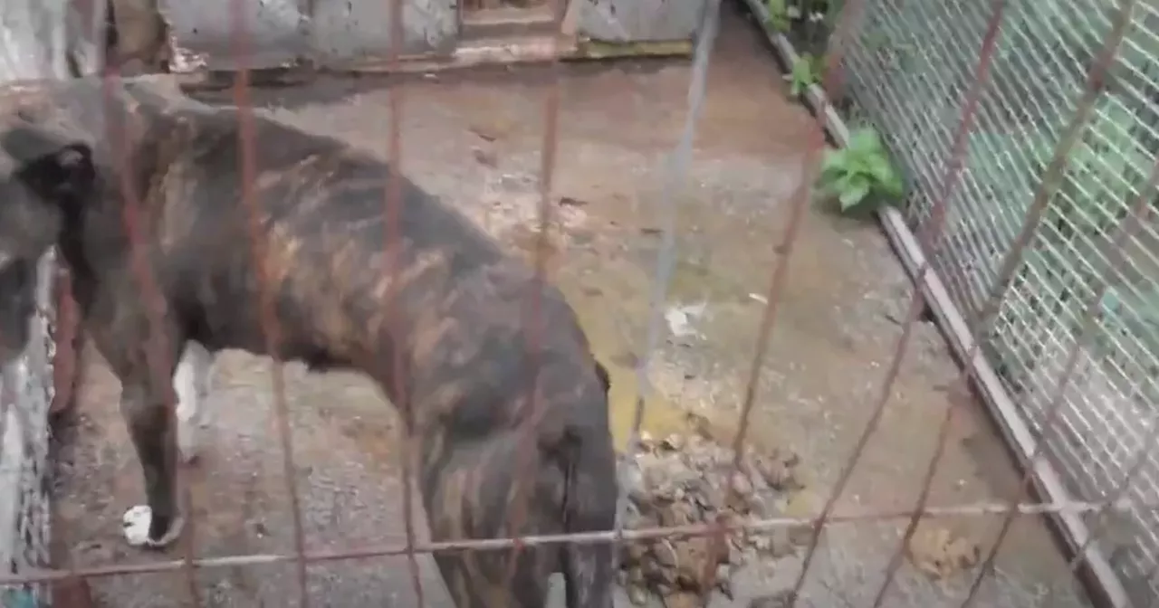 Cruel owner left injured dogs in faeces-riddled kennels with no water for days