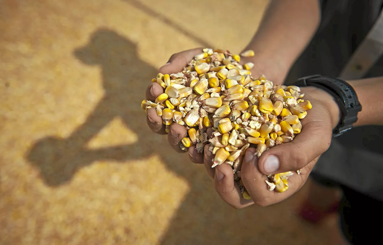 Maize harvest kicks off: South African farmers brace for challenging season