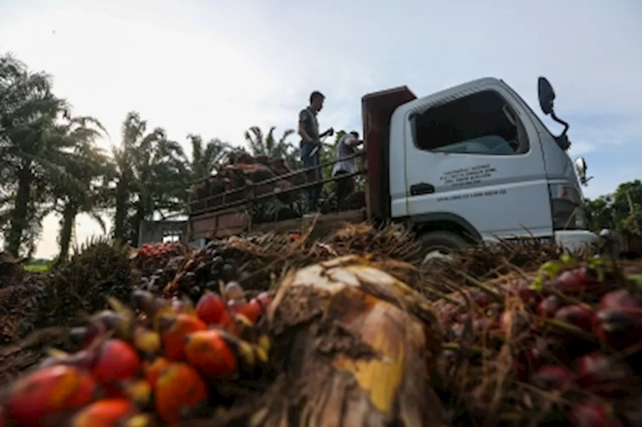 Maybank IB: Malaysian oil palm planters’ yields poised to recover in FY2024