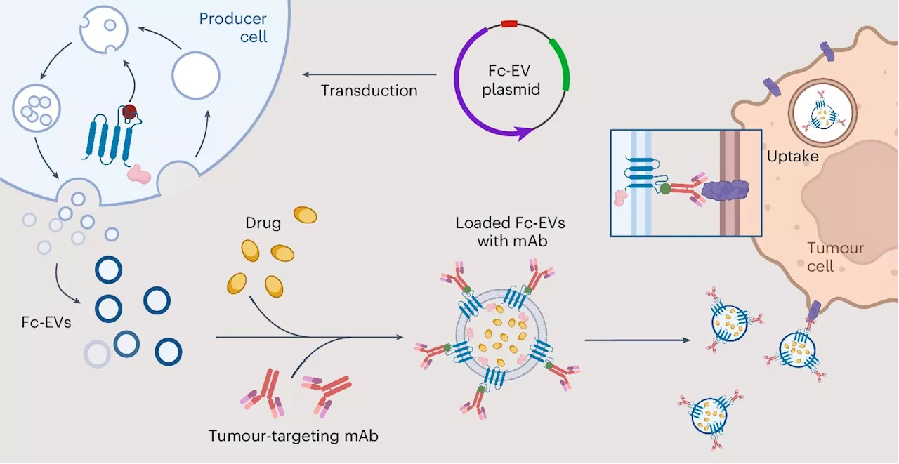 Body's 'message in a bottle' delivers targeted cancer treatment