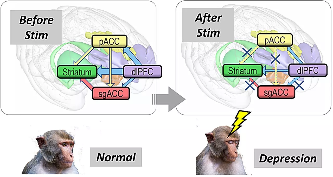 Researchers discover top-down signals in brain circuits regulating depression