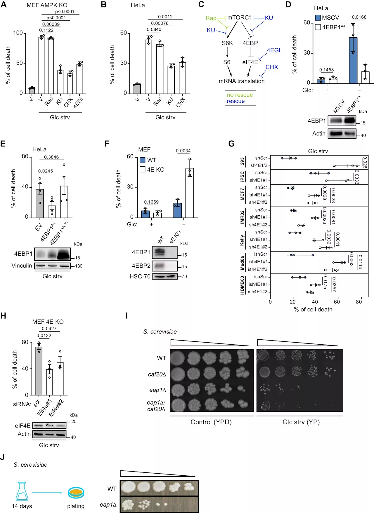 Scientists use new approach to disable brain cancer cells' ability to survive