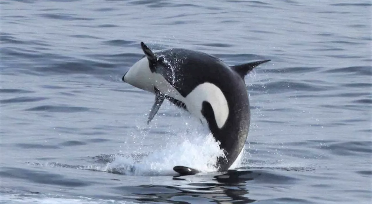 Researchers follow orca ‘flukeprints’ in Monterey Bay