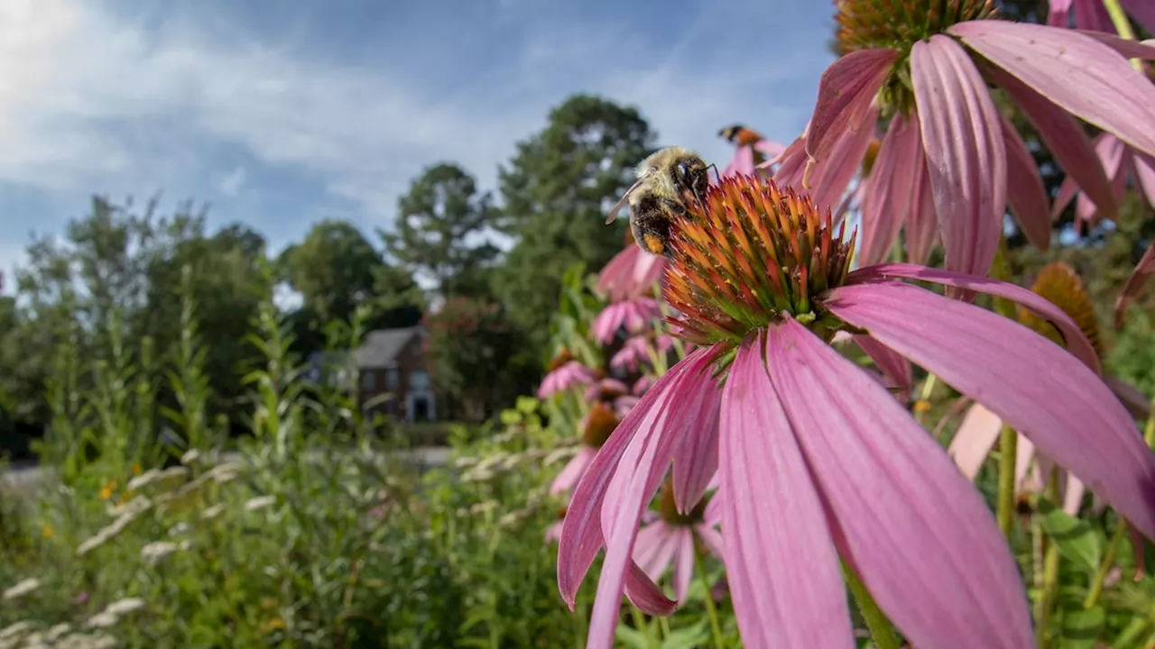 Move over, honeybees—America's 4,000 native bees need a day in the sun