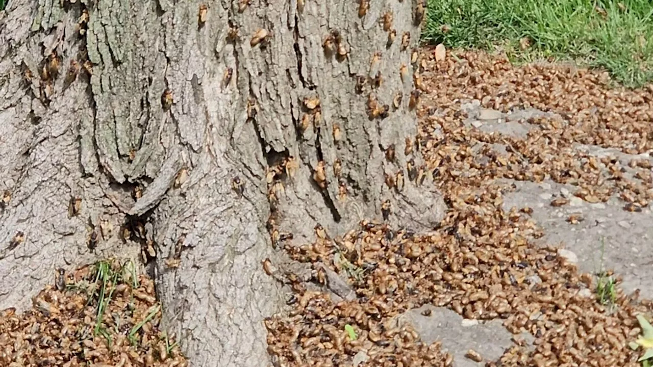 Why Monday's storms could mean rise in cicadas in Chicago area