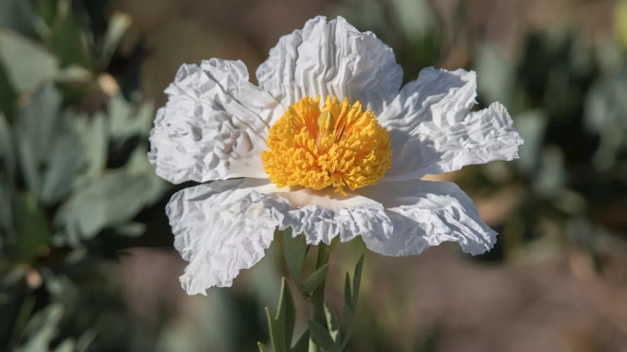 It's ‘Fried Egg Season' around Southern California's gardens